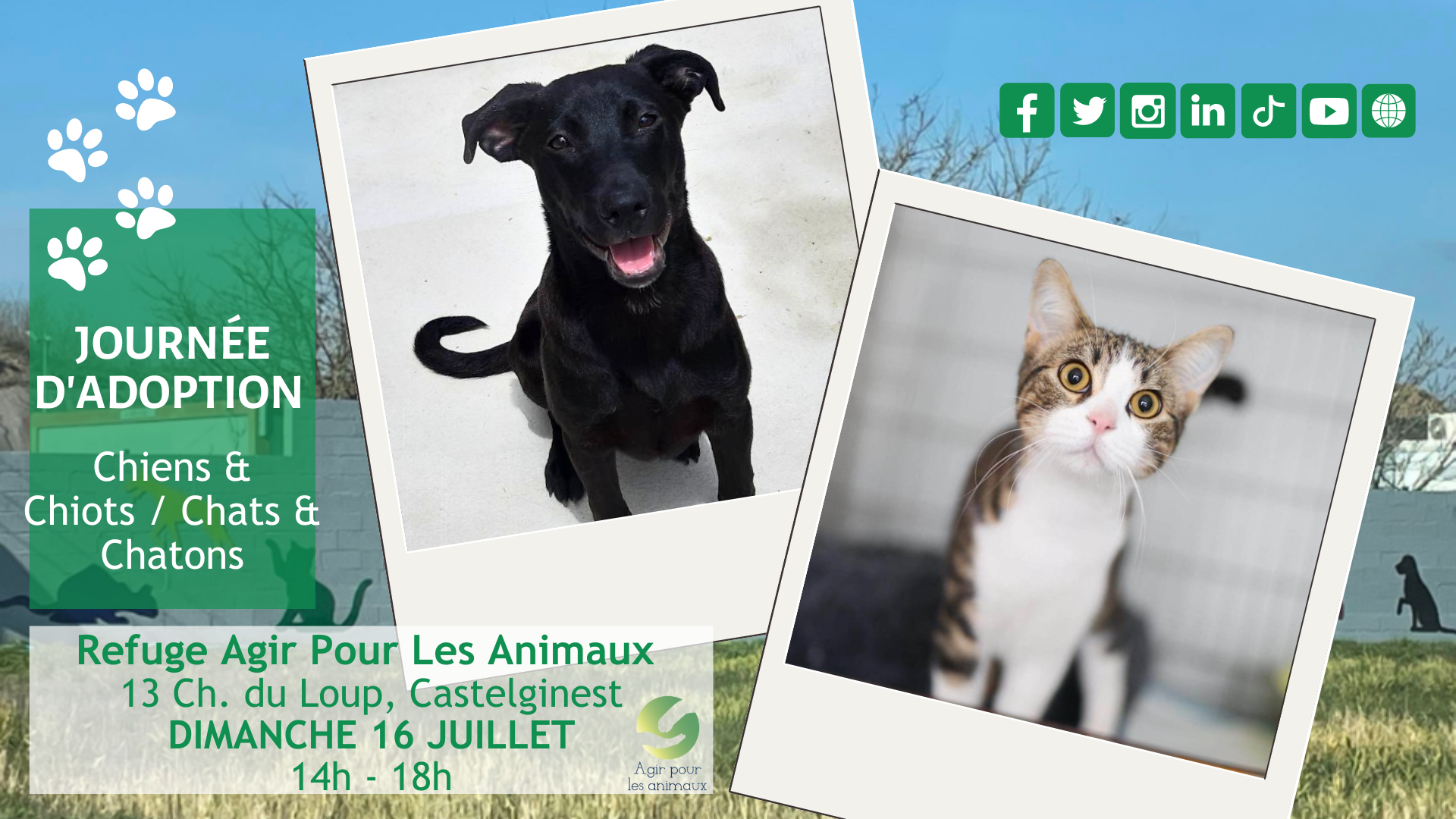 ADOPTION CHIENS & CHIOTS - CHATS & CHATONS LE 16-07-23