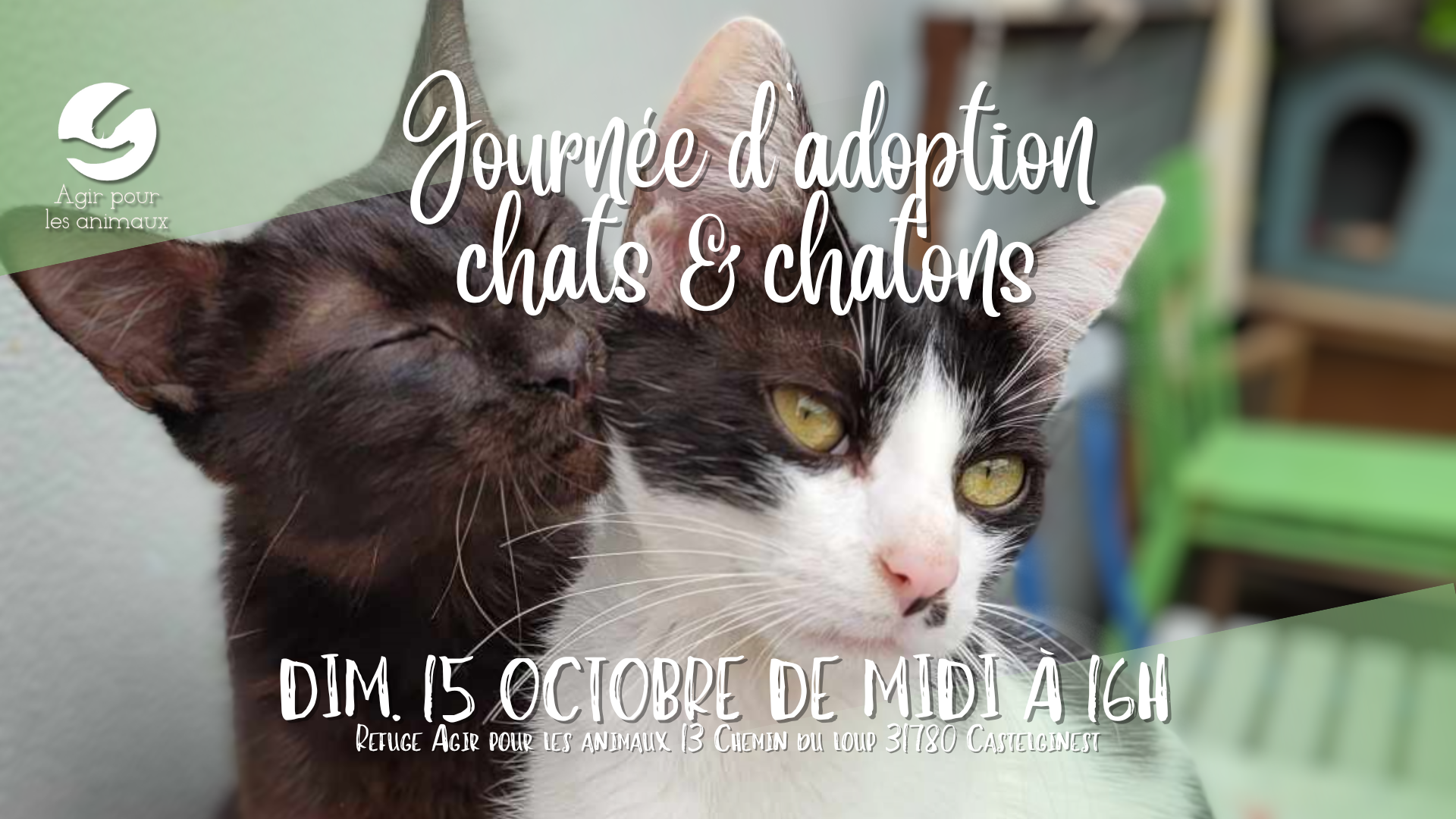 ADOPTION CHATS & CHATONS DIM. 15 OCTOBRE