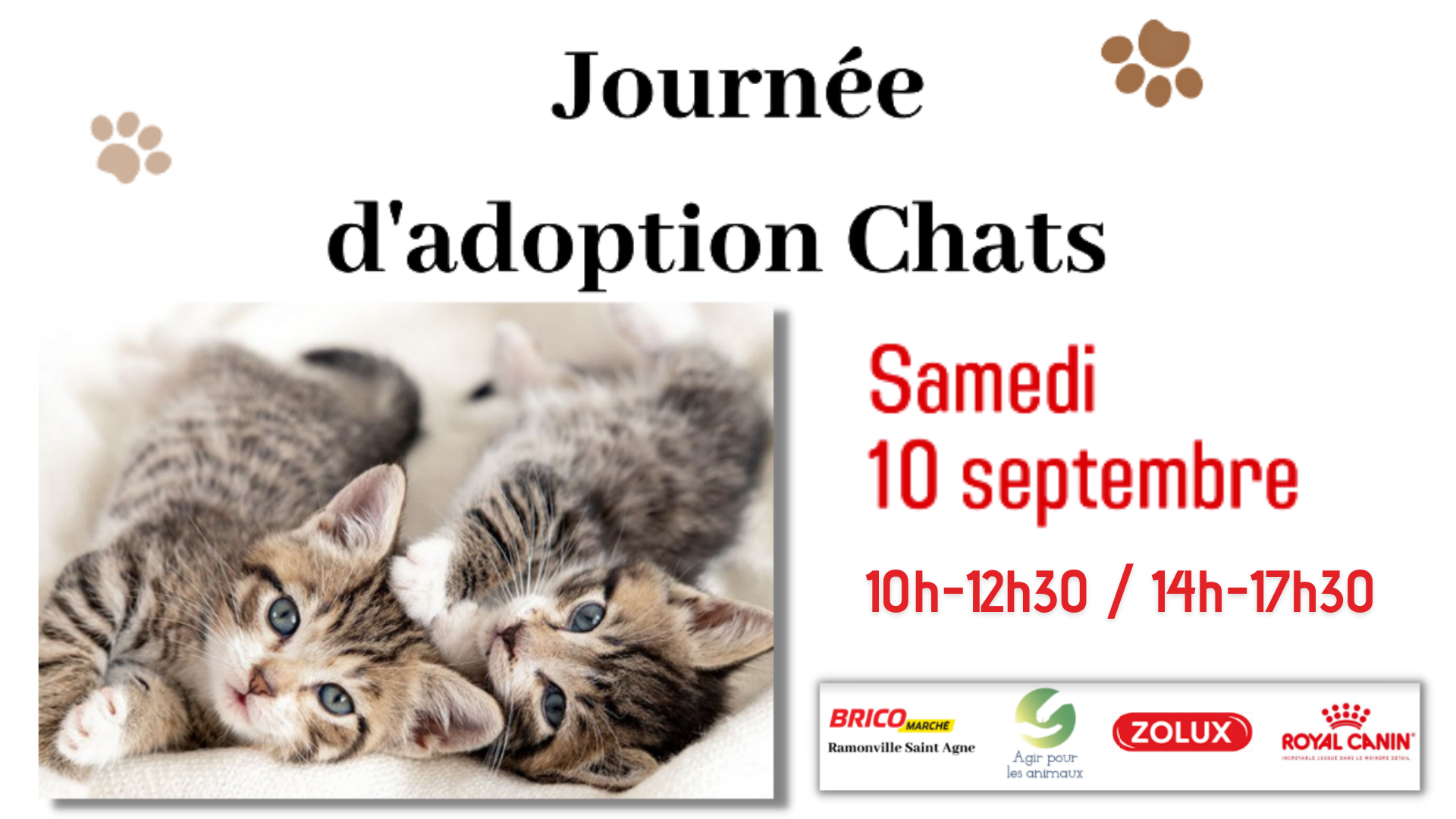 adoption chats et chatons Bricomarché Ramonville le 10.09.22