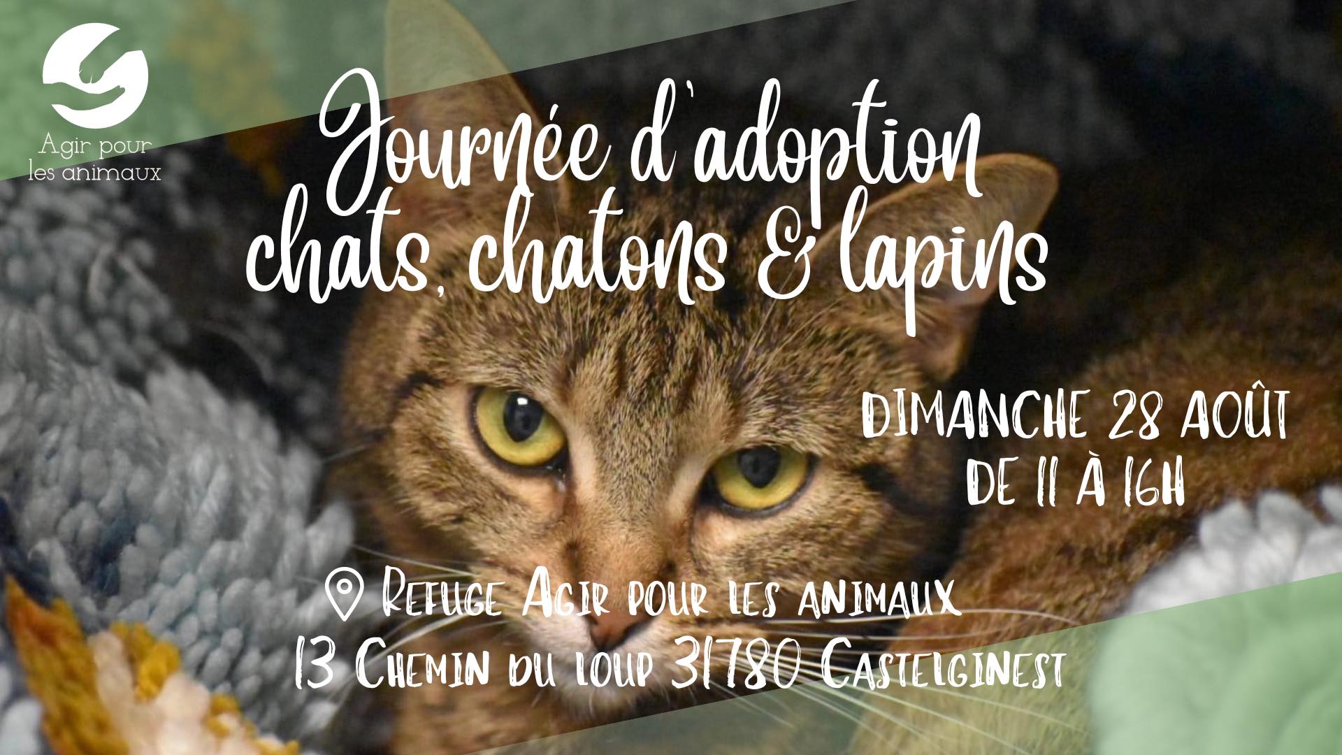 adoption chats, chatons, lapins le 28.08.22
