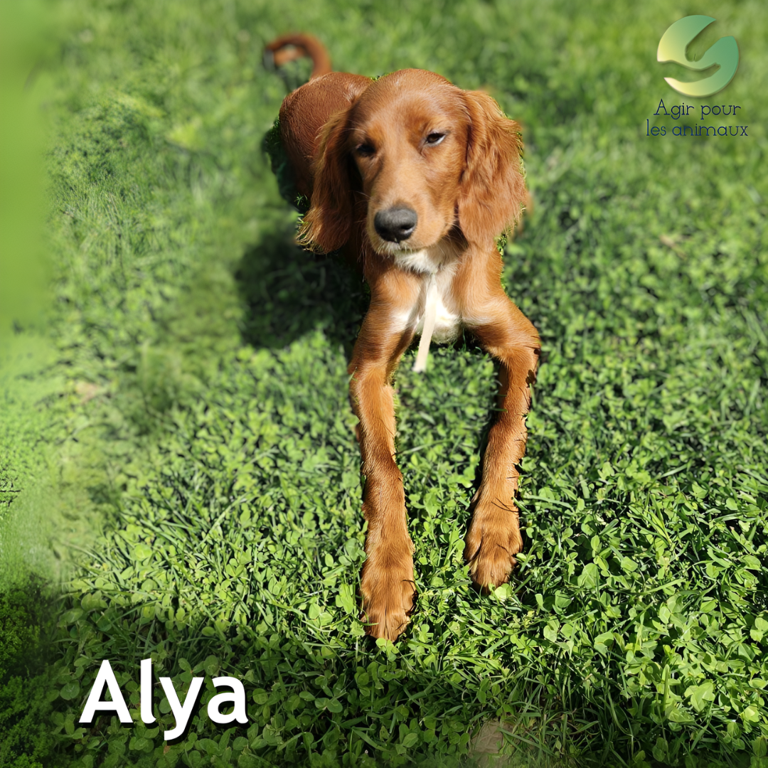 alya chiot X setter à adopter