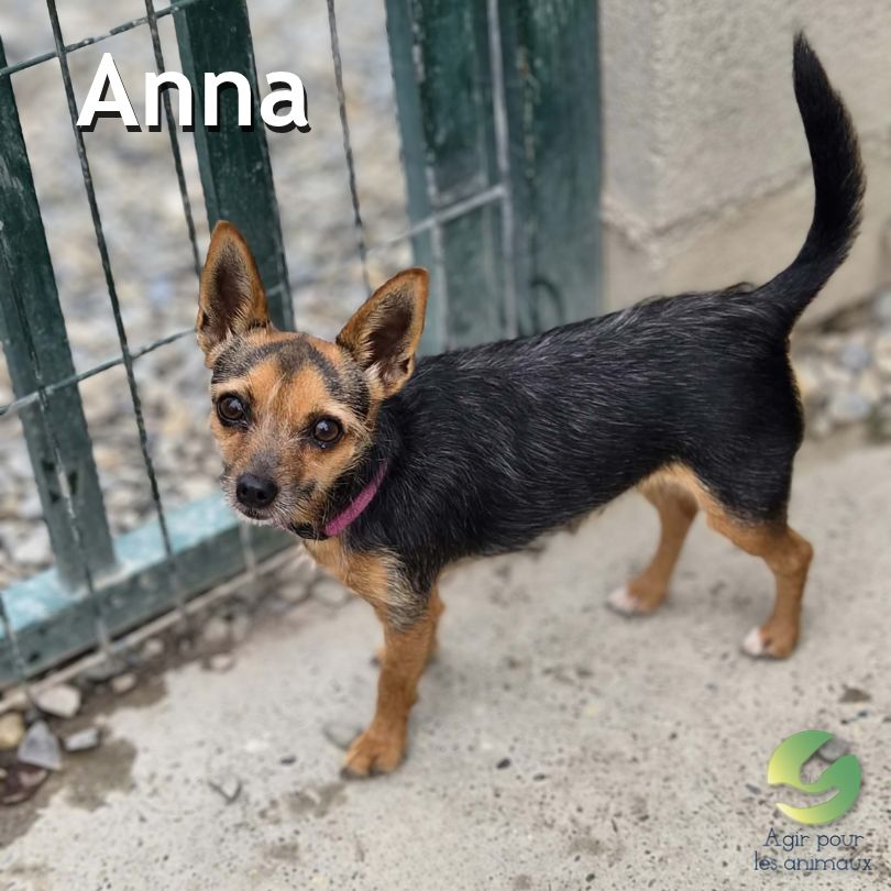 Anna X York Pinscher à adopter