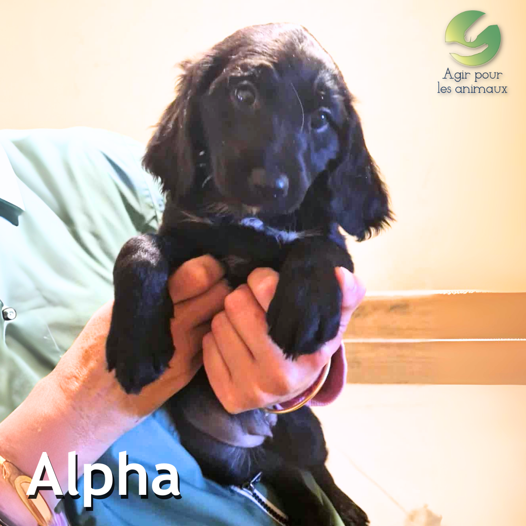 Alpha-chiot-anglo-francais-epagneul