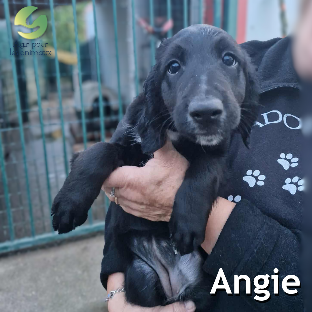 Angie-chiot-anglo-francais-epagneul