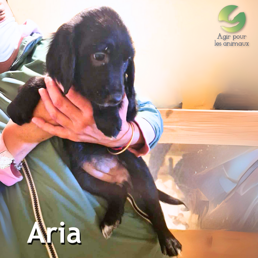 Aria -chiot-anglo-francais-epagneul
