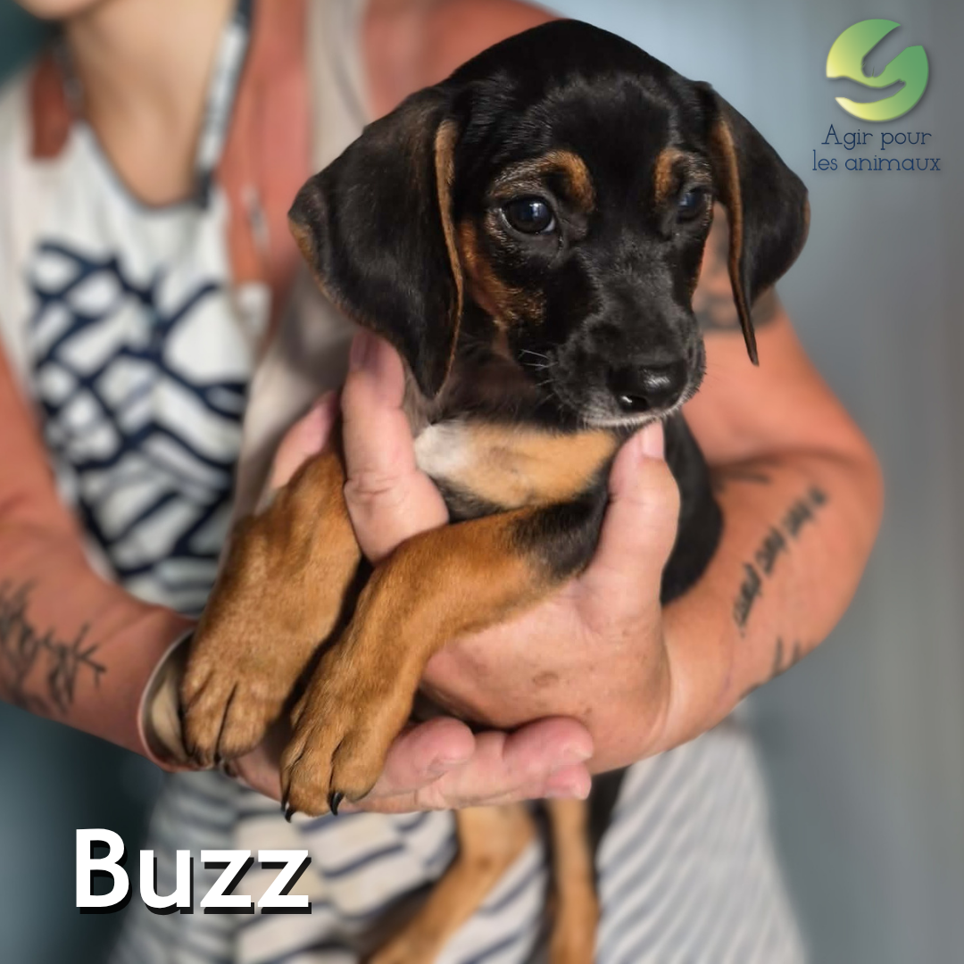 Buzz chiot ratier à adopter Castelginest 31