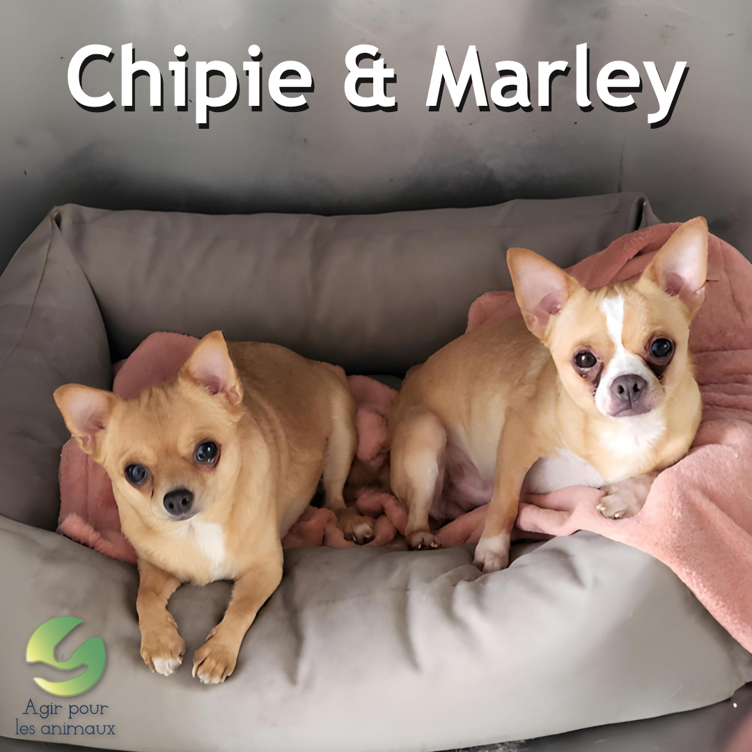 chipie et marley chihuahuas