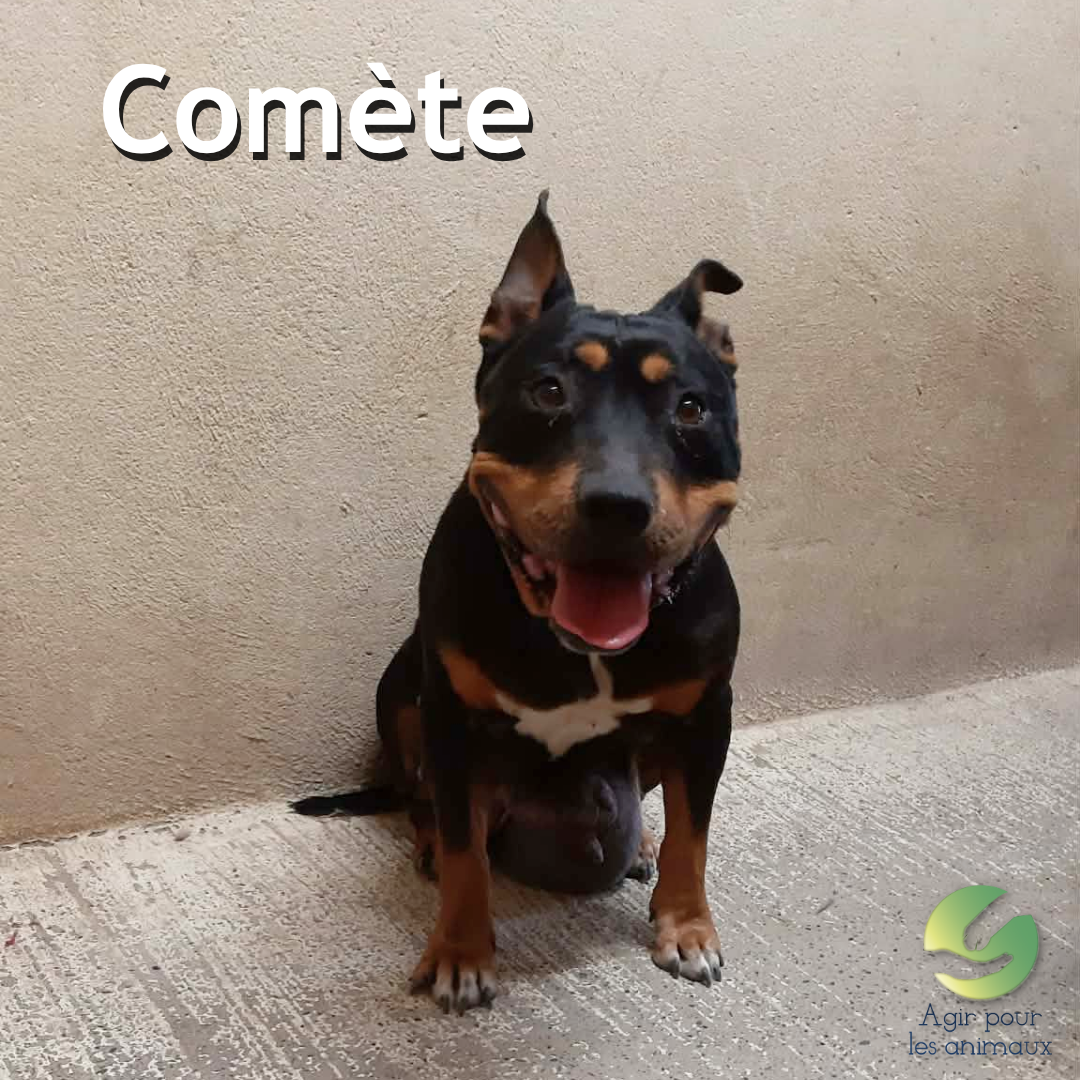 Comete maman de Sierra