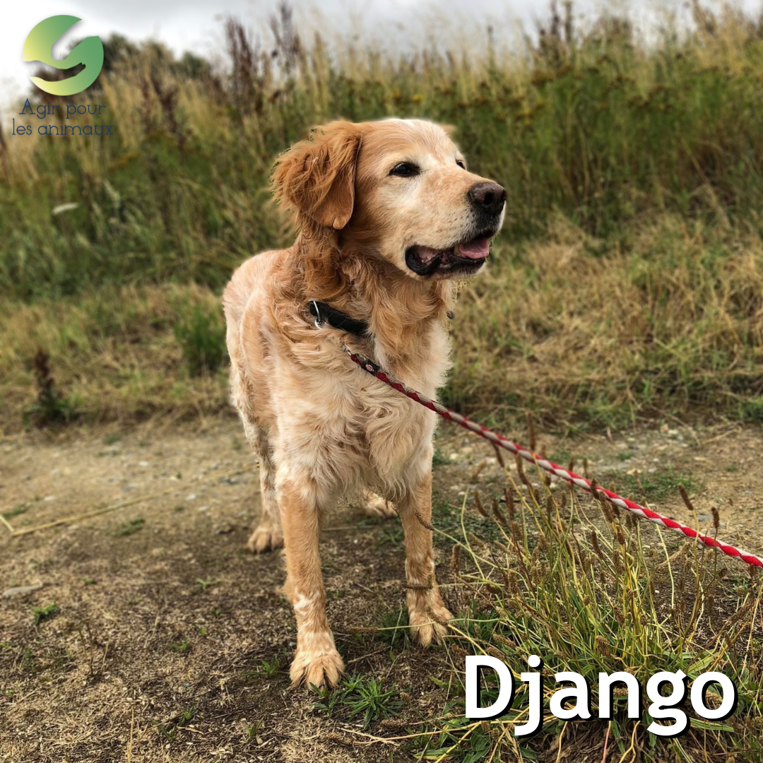 Django épagneul de 14 ans à l'adoption