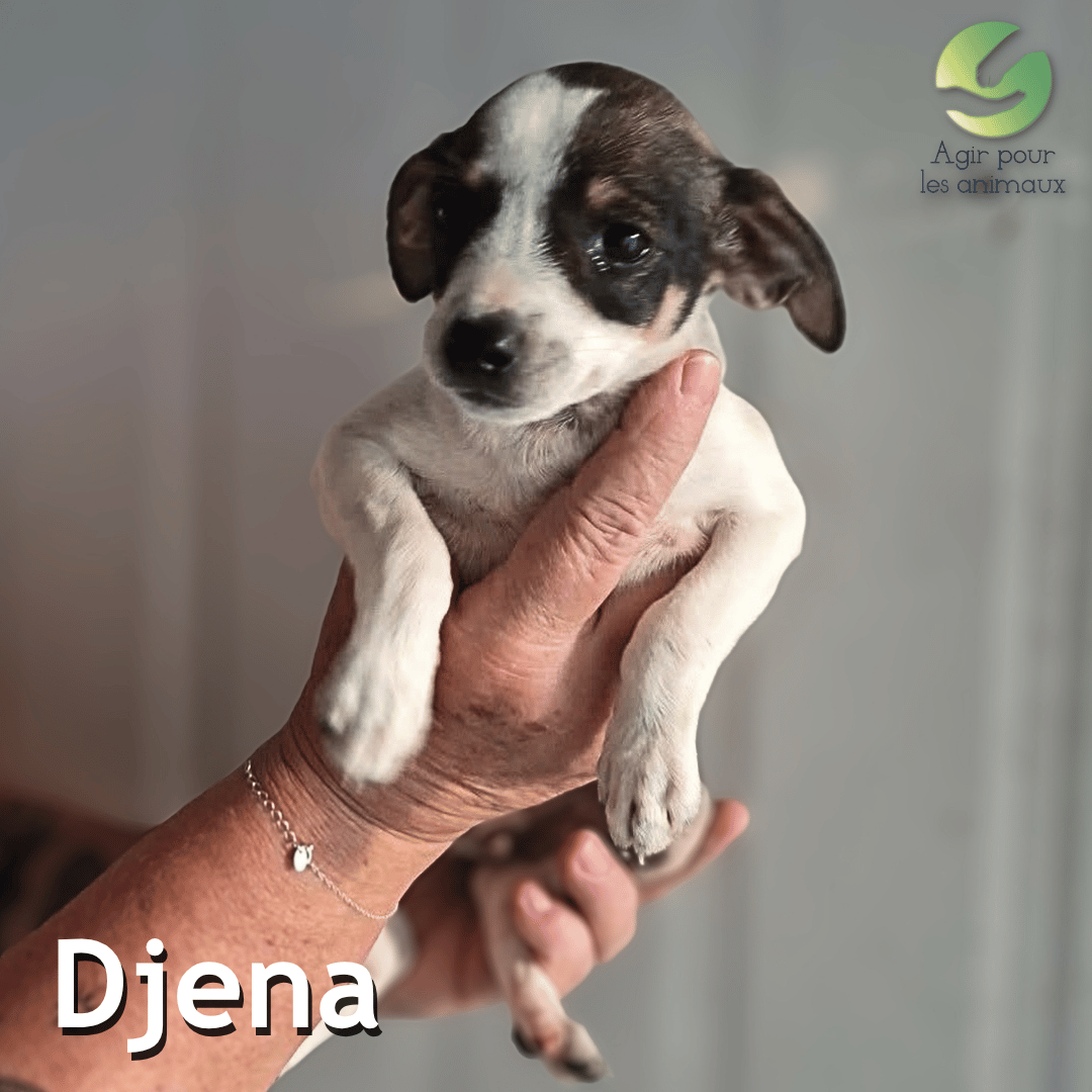 Djena chiot ratier à adopter Castelginest 31