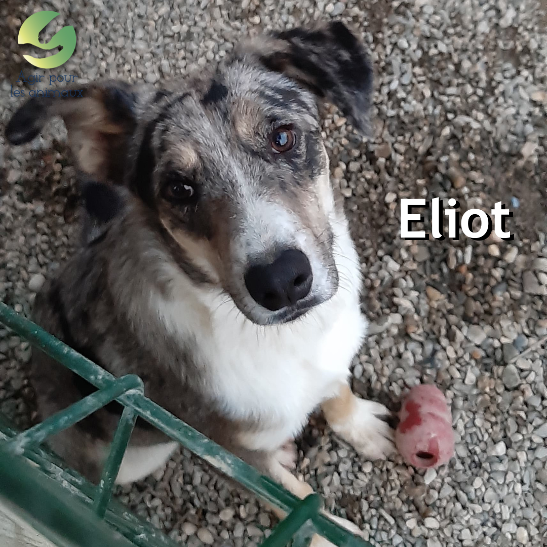 Eliot chien à l'adoption