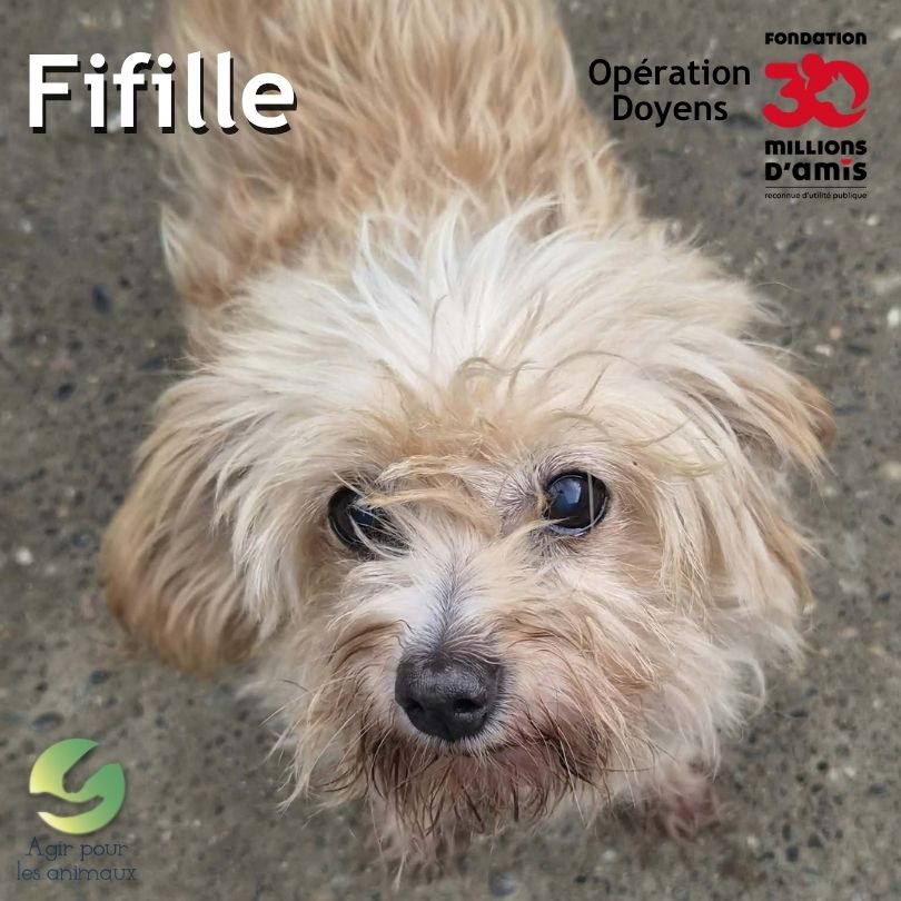 Femelle York Senior à adopter