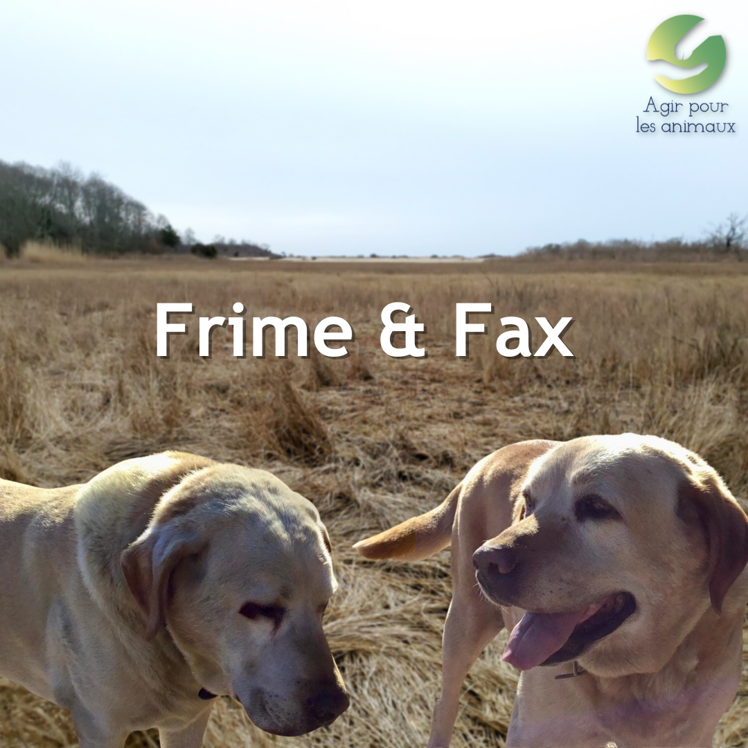 Frime et Fax Labradors à l'adoption
