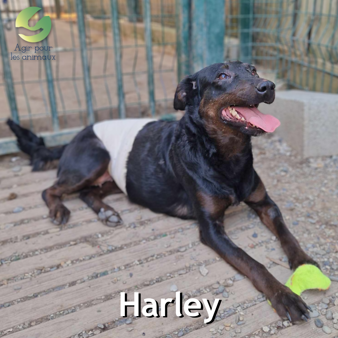 Harley chien type Berger à l'adoption