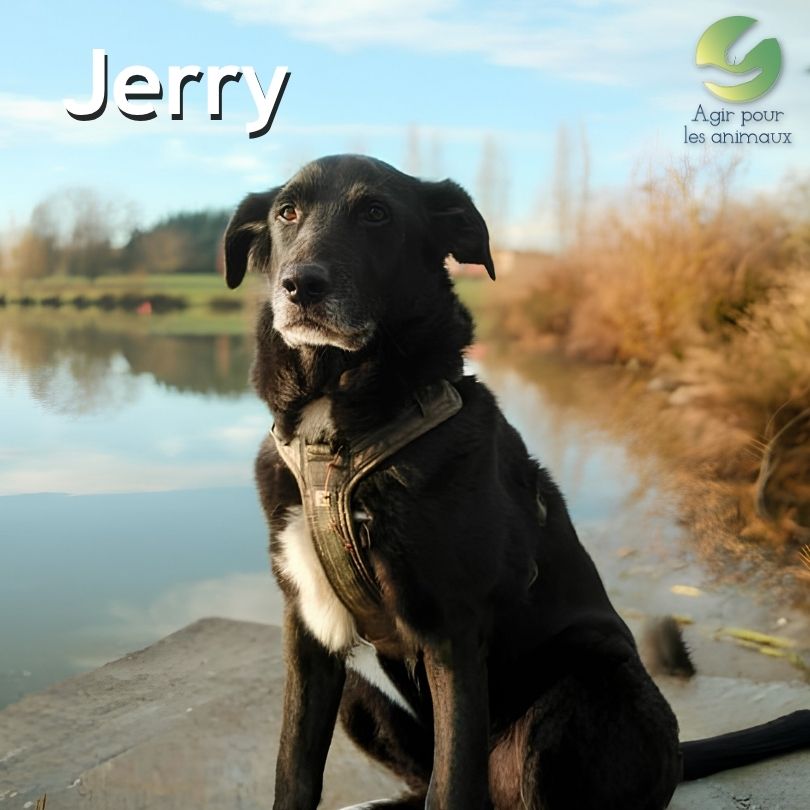 Jerry X Border à l'adoption Castelginest
