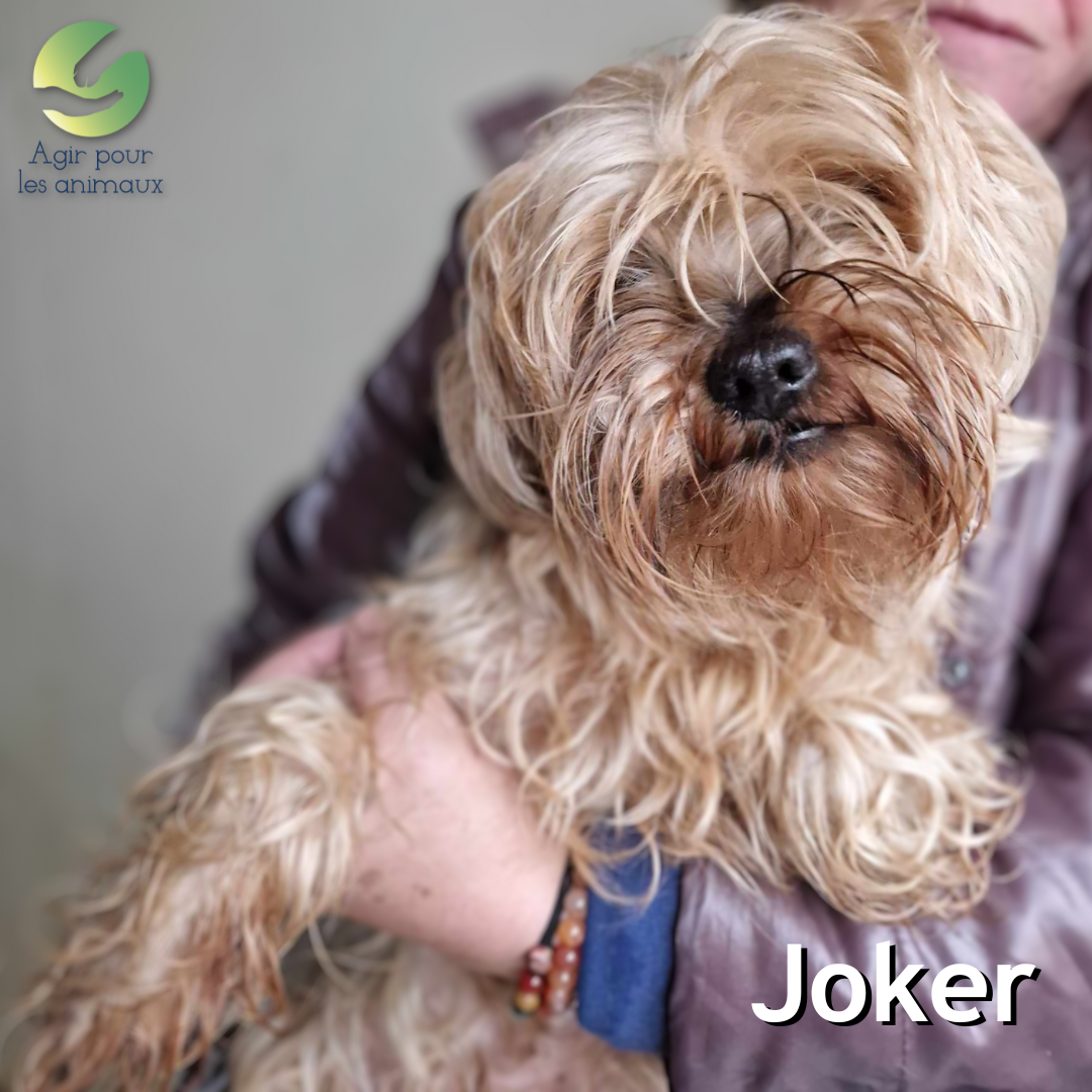 Joker Yorkshire senior à l'adoption