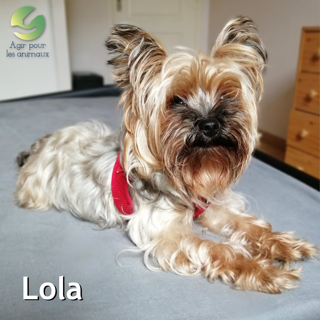 Lola york à l'adoption