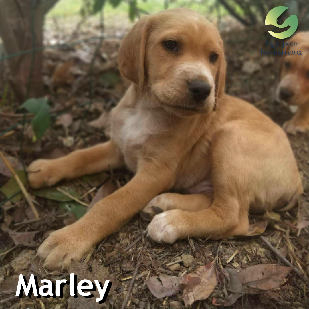 Marley Chiot labrador à l'adoption