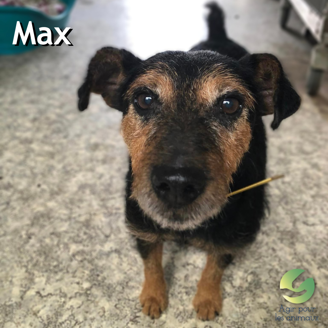 Max chien terrier à l'adoption