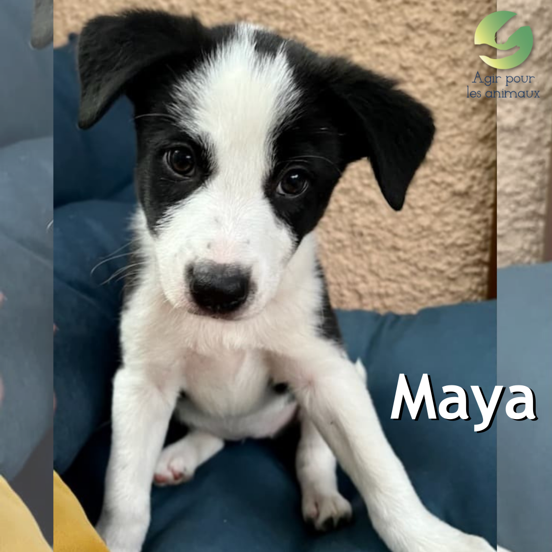 Maya chiot Berger à l'adoption