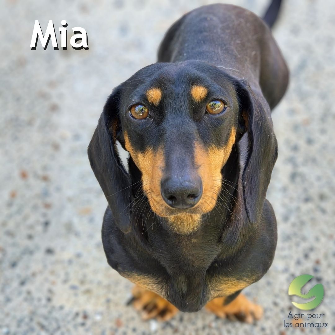 Mia femelle Teckel à adopter Castelginest