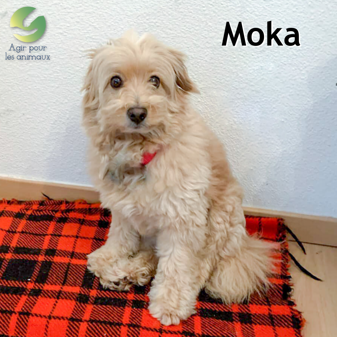 Moka caniche à l'adoption