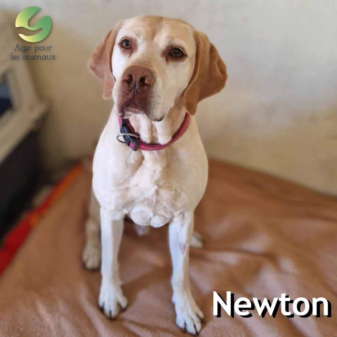 Newton Labrador à l'adoption