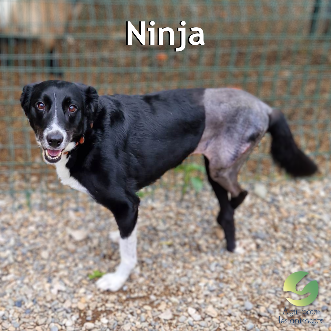 ninja chienne cherche famille