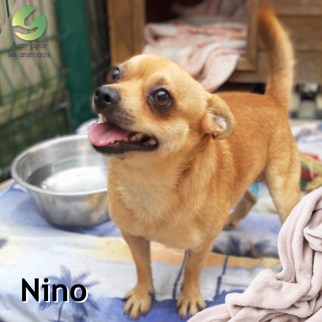 Nino mâle Chihuahua à l'adoption