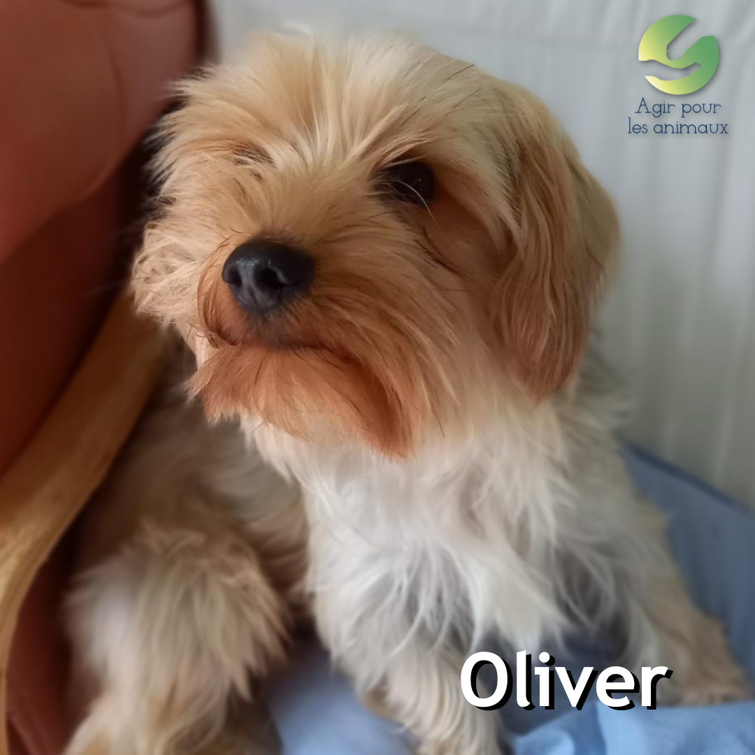 Oliver York à l'adoption