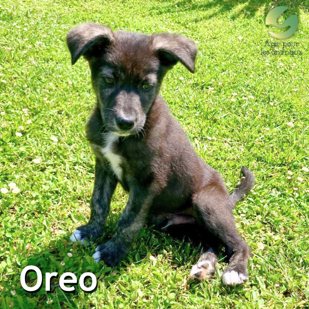 chiot à l'adoption