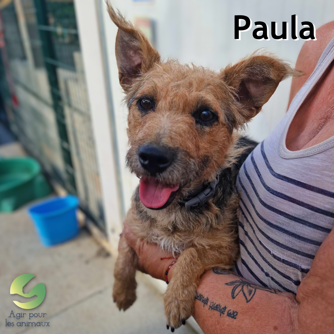 Paula femelle X Fox Terrier à l'adoption