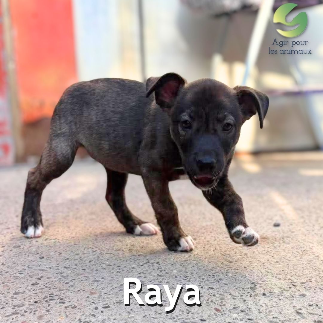 Raya chiot X American Bully à l'adoption