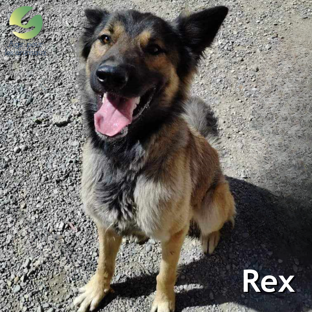 Rex chien type Berger à l'adoption