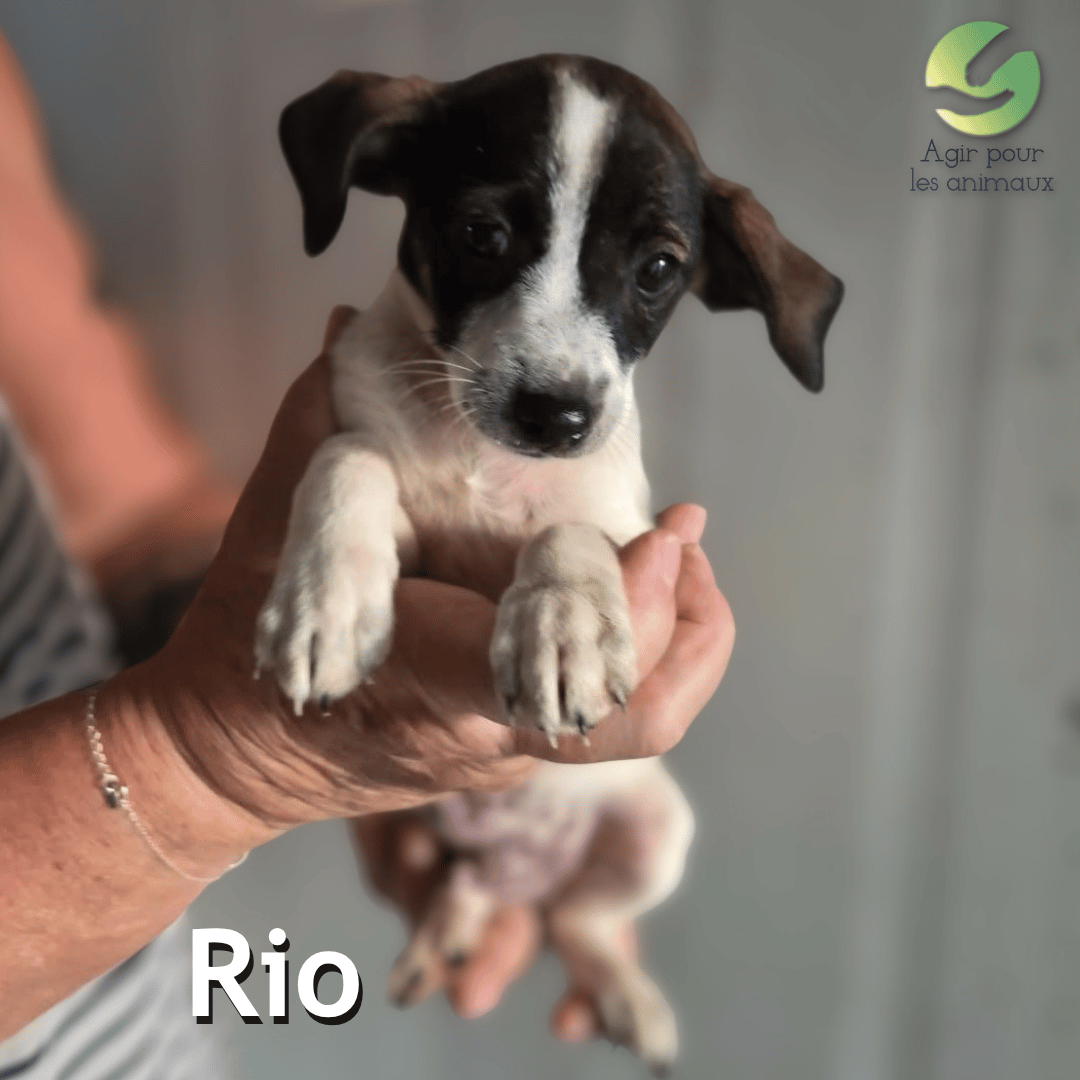 Rio chiot ratier à adopter Castelginest 31