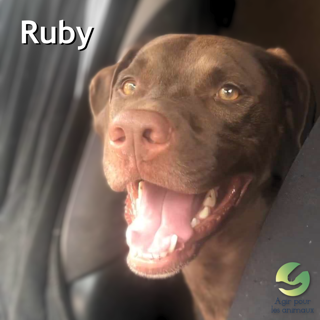 Ruby femelle Braque Allemand à l'adoption