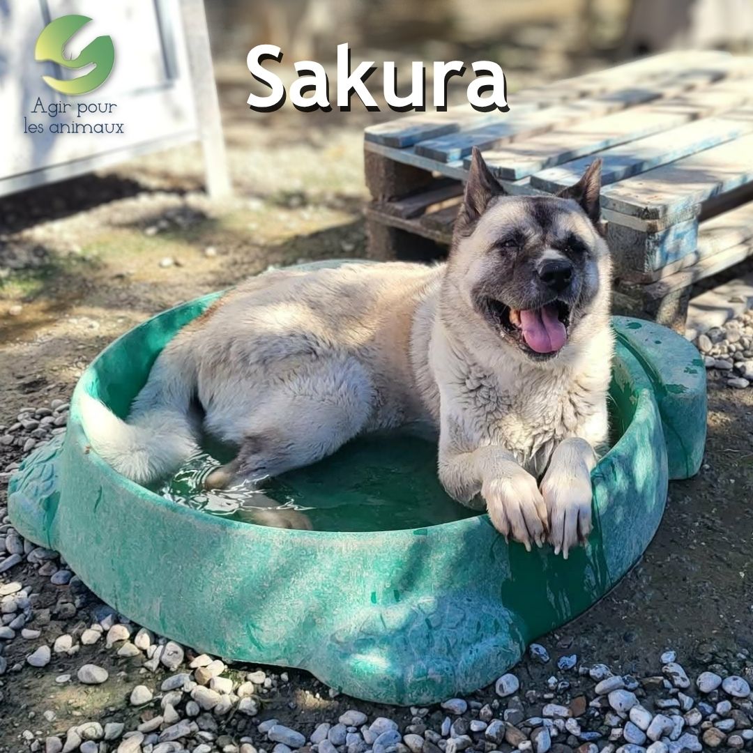 Sakura femelle Akita à l'adoption