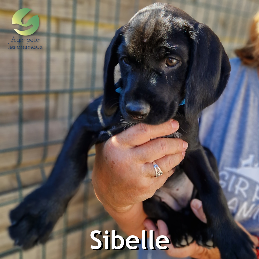 Sibelle chiot labrador à l'adoption