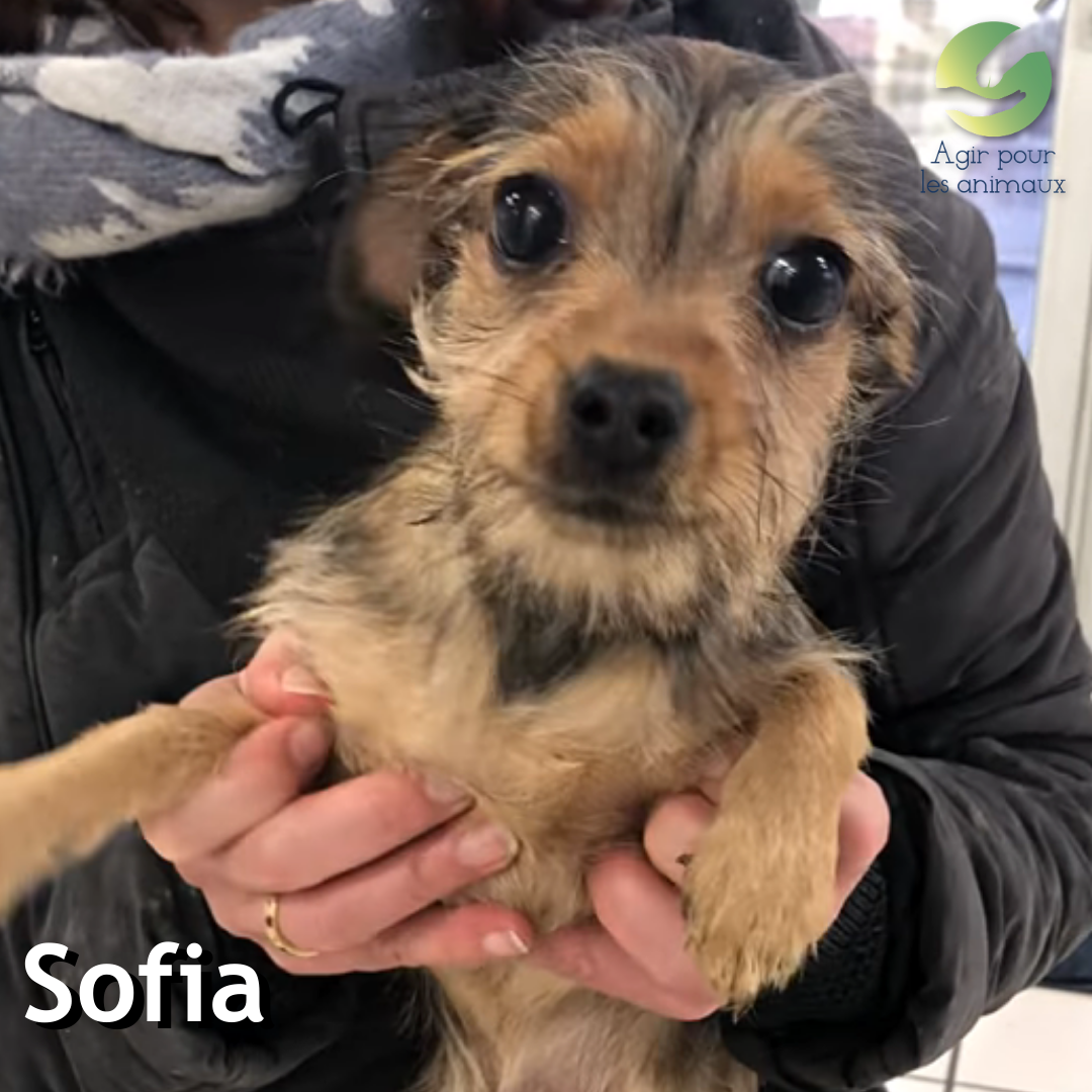 Sofia chiot Terrier femelle à l'adoption