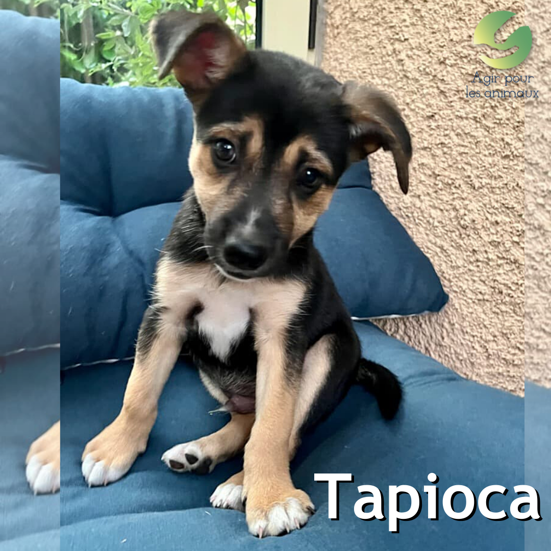 Tapioca chiot à l'adoption