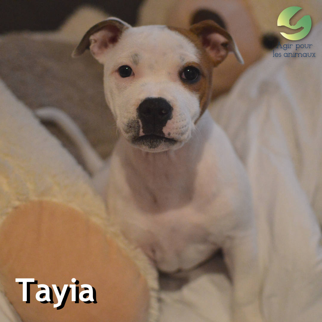 Tayia chiot Staffie à l'adoption