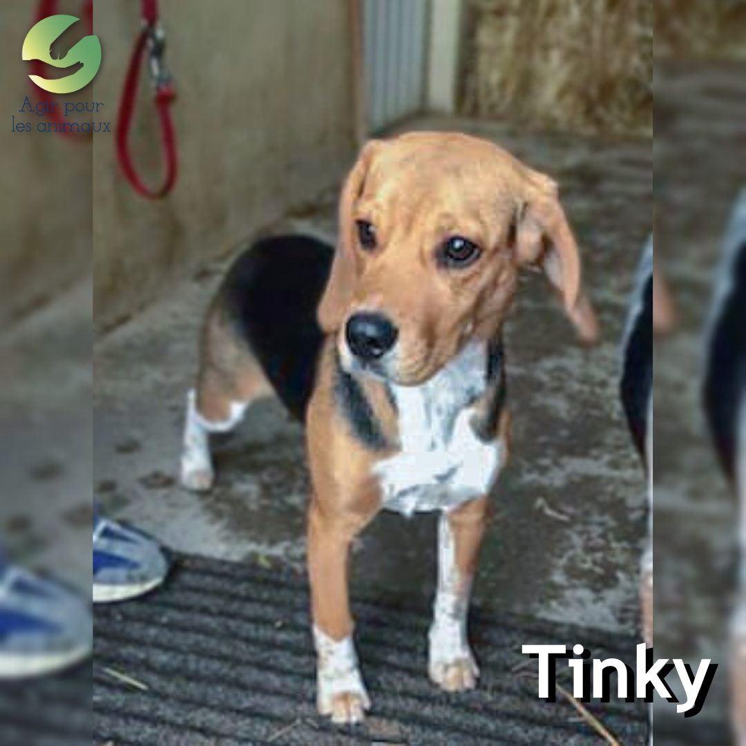Tinky chiot Beagle à l'adoption