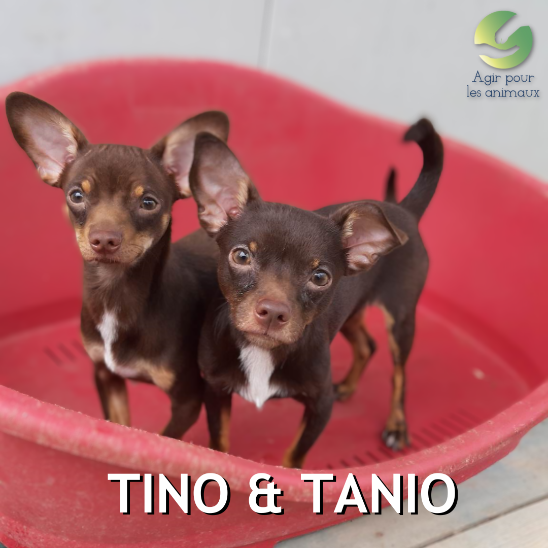 TINO & TANIO Pinschers à l'adoption
