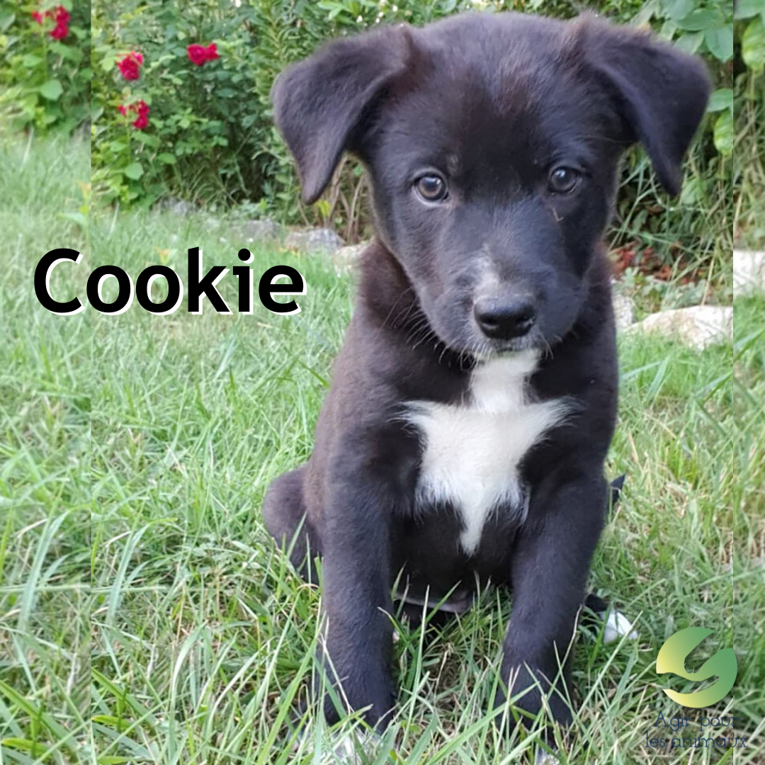 cookie chiot à adpoter