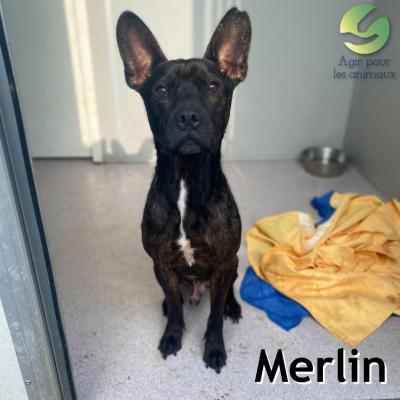 MERLIN