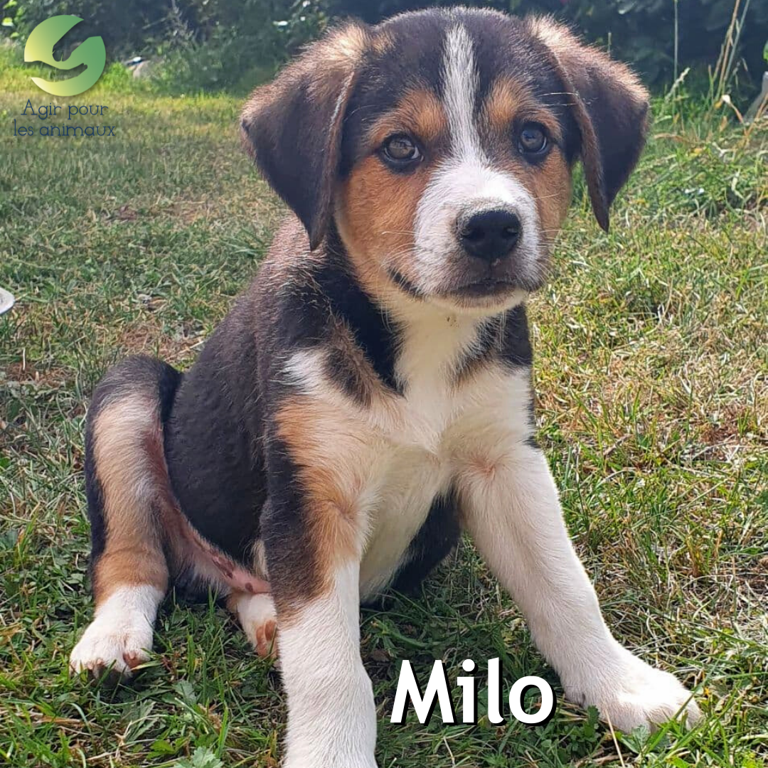 Milo chiot à l'adoption