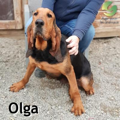 Olga Saint Hubert chien