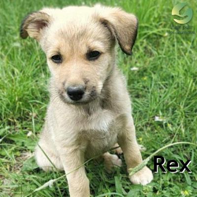 Rex chiot à l'adoption