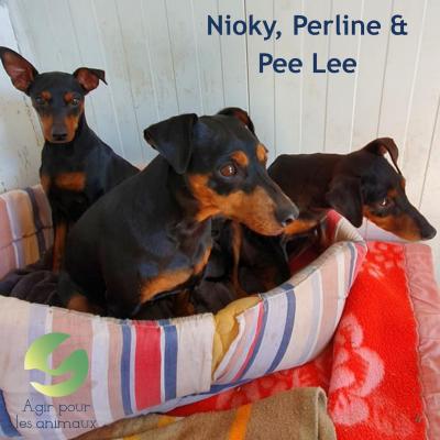Nioky, Perline et Peely