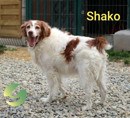 Shako a été adopté par un bénévole